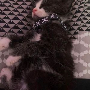 Meet your Posher, Karla